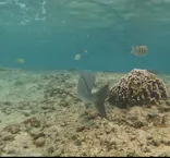 武藤潜水に投稿された画像（2026/10/6）