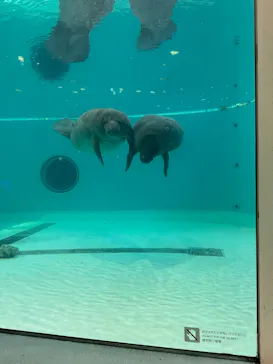 沖縄美ら海水族館に投稿された画像（2026/10/6）