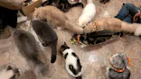 Cat Cafe てまりのおしろに投稿された画像（2026/10/6）