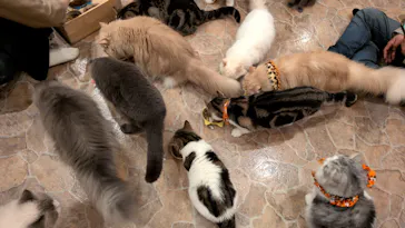 Cat Cafe てまりのおしろに投稿された画像（2026/10/6）