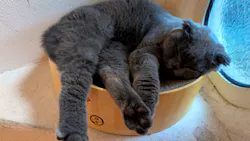 Cat Cafe てまりのおしろに投稿された画像（2026/10/6）