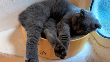 Cat Cafe てまりのおしろに投稿された画像（2026/10/6）