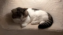 Cat Cafe てまりのおしろに投稿された画像（2026/10/6）