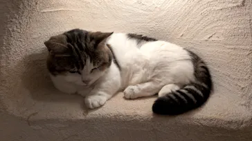 Cat Cafe てまりのおしろに投稿された画像（2026/10/6）