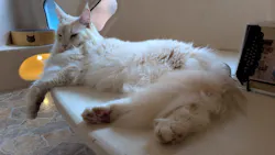 Cat Cafe てまりのおしろに投稿された画像（2026/10/6）