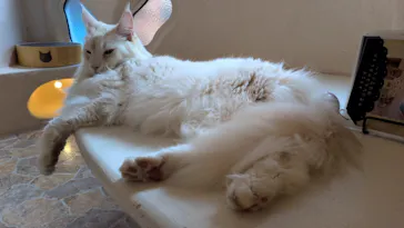 Cat Cafe てまりのおしろに投稿された画像（2026/10/6）