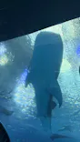 沖縄美ら海水族館に投稿された画像（2026/10/6）