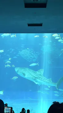 沖縄美ら海水族館に投稿された画像（2026/10/6）