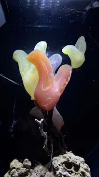 沖縄美ら海水族館に投稿された画像（2026/10/6）