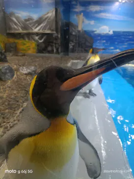 越前松島水族館に投稿された画像（2026/10/6）