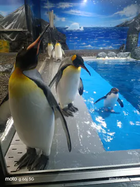 越前松島水族館に投稿された画像（2026/10/6）