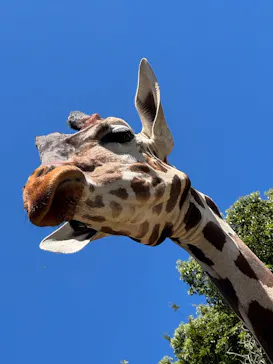 しろとり動物園に投稿された画像（2026/10/7）