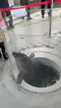 しながわ水族館に投稿された画像（2026/10/7）
