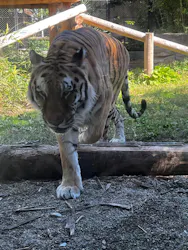 秋田市大森山動物園に投稿された画像（2026/10/7）