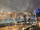 福井県立恐竜博物館に投稿された画像（2026/10/7）