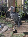 恩賜上野動物園に投稿された画像（2026/10/8）