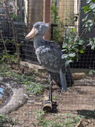 恩賜上野動物園に投稿された画像（2026/10/8）