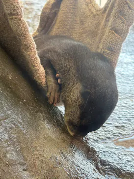 新江ノ島水族館に投稿された画像（2026/10/8）