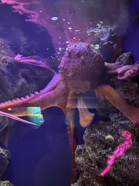 新江ノ島水族館に投稿された画像（2026/10/8）