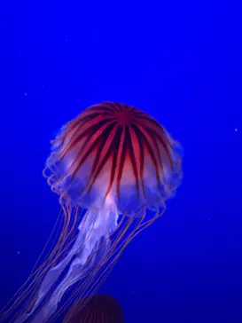 新江ノ島水族館に投稿された画像（2026/10/8）