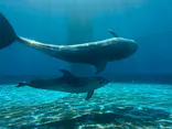 沖縄美ら海水族館（館内体験）に投稿された画像（2026/10/8）