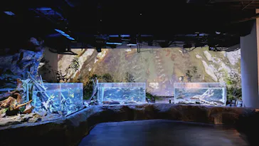 カワスイ 川崎⽔族館に投稿された画像（2026/10/8）