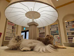 猫カフェモカ　イオンモール幕張新都心店に投稿された画像（2026/10/9）