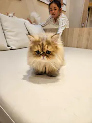 猫カフェモカ　イオンモール幕張新都心店に投稿された画像（2026/10/9）
