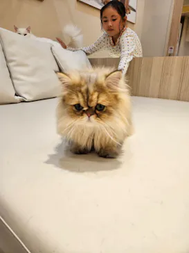 猫カフェモカ　イオンモール幕張新都心店に投稿された画像（2026/10/9）