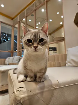 猫カフェモカ　イオンモール幕張新都心店に投稿された画像（2026/10/9）