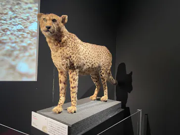 特別展「いきもの超ワールド展　国立科学博物館×ダーウィンが来た！」（国立科学博物館）に投稿された画像（2026/10/9）