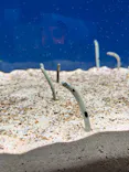 大分マリーンパレス水族館 「うみたまご」に投稿された画像（2026/10/9）