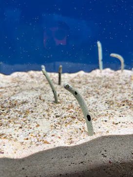 大分マリーンパレス水族館 「うみたまご」に投稿された画像（2026/10/9）