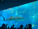 沖縄美ら海水族館に投稿された画像（2026/10/9）