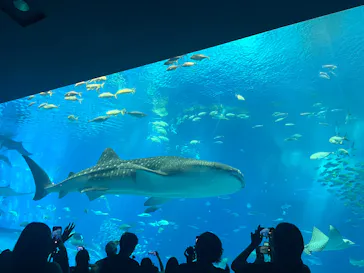 沖縄美ら海水族館に投稿された画像（2026/10/9）