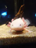 しながわ水族館に投稿された画像（2026/10/10）