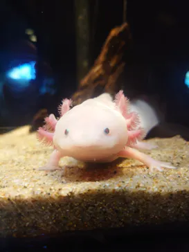 しながわ水族館に投稿された画像（2026/10/10）