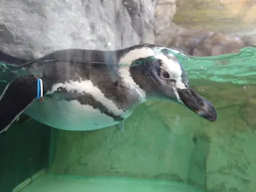 しながわ水族館に投稿された画像（2026/10/10）