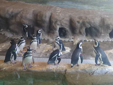 しながわ水族館に投稿された画像（2026/10/10）