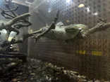 体感型動物園iZooに投稿された画像（2026/10/10）