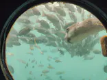 串本海中公園水族館に投稿された画像（2026/10/10）