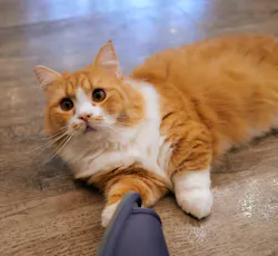 猫カフェモカ　渋谷公園通り店に投稿された画像（2026/10/10）