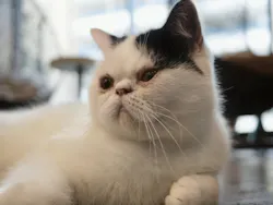 猫カフェモカ　渋谷公園通り店に投稿された画像（2026/10/10）