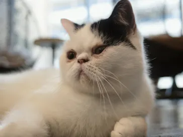 猫カフェモカ　渋谷公園通り店に投稿された画像（2026/10/10）