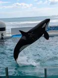 鴨川シーワールドに投稿された画像（2026/10/10）
