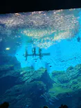 仙台うみの杜水族館に投稿された画像（2026/10/10）
