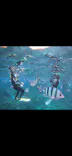 武藤潜水に投稿された画像（2026/10/10）