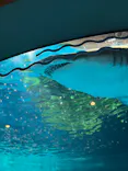 しながわ水族館に投稿された画像（2026/10/10）