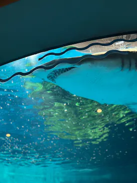 しながわ水族館に投稿された画像（2026/10/10）