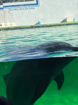 しながわ水族館に投稿された画像（2026/10/10）